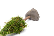 Aquatic Christmas Moss Tree by ACW, lush green aquatic plant shaped like a festive Christmas tree for aquarium decoration.