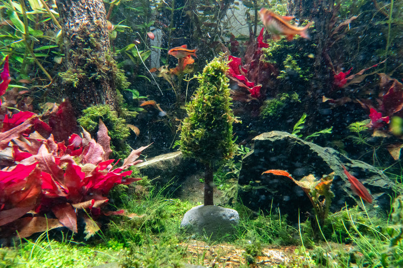 Aquatic Christmas Moss Tree by ACW, lush green aquatic plant shaped like a festive tree for aquarium decoration.