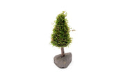 Aquatic Christmas Moss tree by ACW featuring lush green moss arranged in a festive, tree-shaped aquatic plant for aquarium decoration.