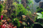 Aquatic Christmas Moss Tree by ACW, lush green aquatic plant designed for aquariums with dense moss foliage.