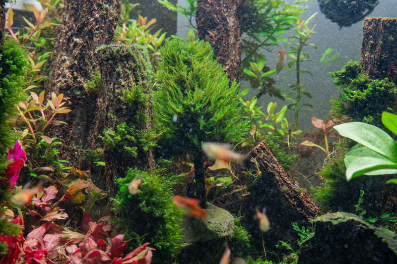 Aquatic Christmas Moss Tree by ACW, lush green aquatic plant designed for aquariums with dense moss foliage.