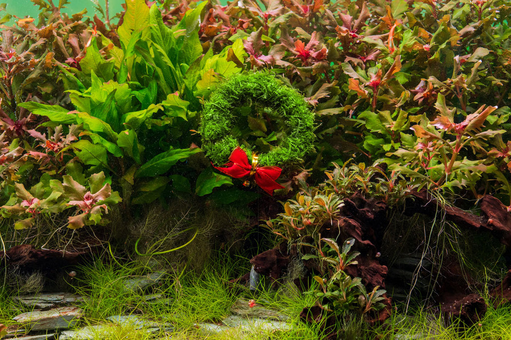 Christmas Moss Wreath