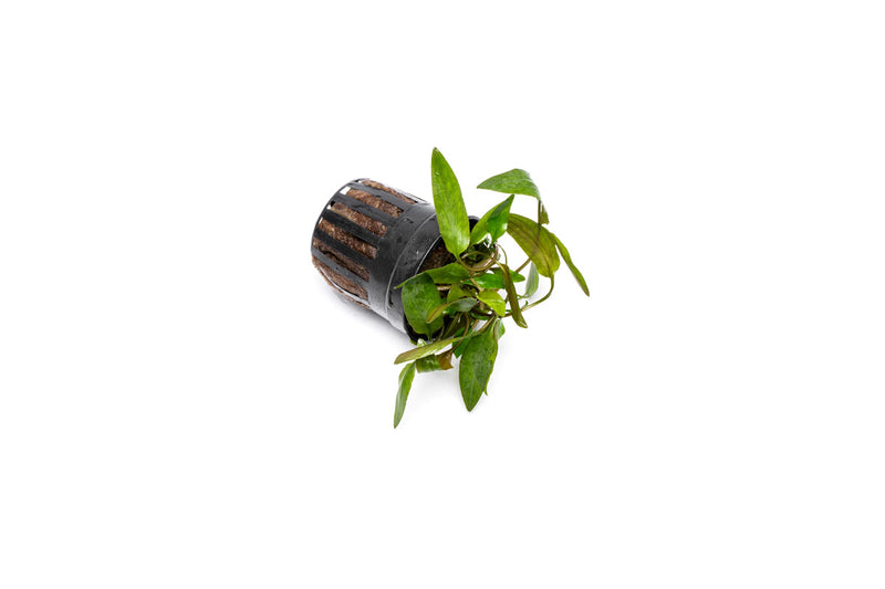 Cryptocoryne Affinis Red aquatic plant from CPA with vibrant red leaves, ideal for freshwater aquariums.