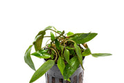 Cryptocoryne Affinis Red aquatic plant by CPA with vibrant red leaves, suitable for freshwater aquariums.