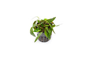 Cryptocoryne Affinis Red aquatic plant from CPA with vibrant red leaves, ideal for freshwater aquariums.