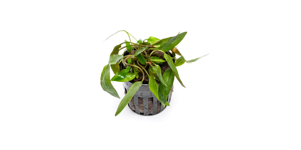 cryptocoryne-affinis-red-