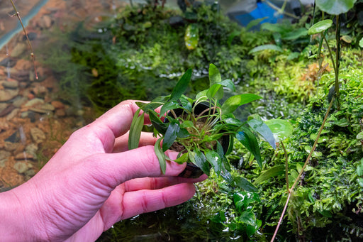 Cryptocoryne Affinis Red