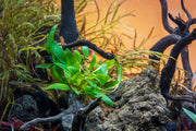 Cryptocoryne Affinis Red