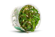 Cryptocoryne Affinis Red Tissue Culture Cryptocoryne - Buce Plant