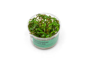 Cryptocoryne Affinis Red Tissue Culture Cryptocoryne - Buce Plant