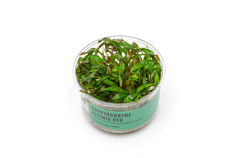Cryptocoryne Affinis Red Tissue Culture Cryptocoryne - Buce Plant
