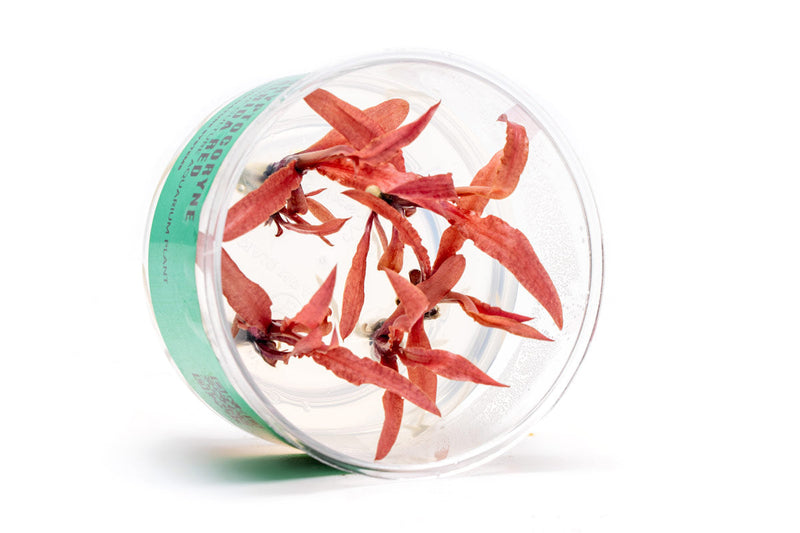 Cryptocoryne Albida Red Tissue Culture Cryptocoryne - Buce Plant