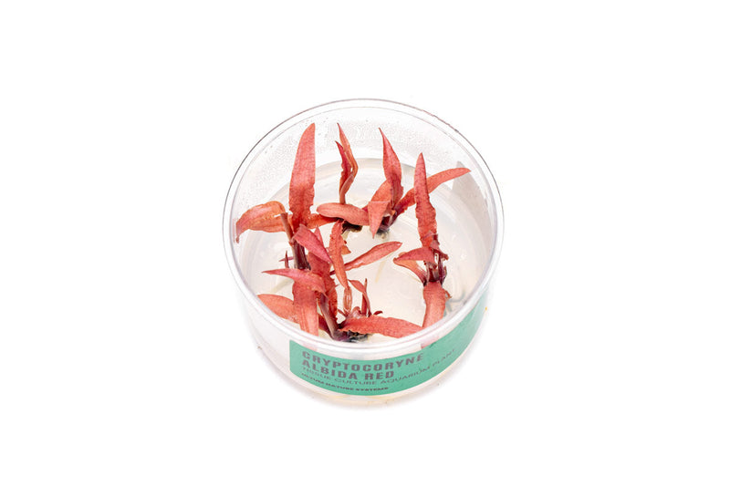 Cryptocoryne Albida Red Tissue Culture Cryptocoryne - Buce Plant