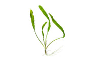 Cryptocoryne Aponogetifolia aquatic plant from Buce Plant with lush green leaves, ideal for freshwater aquariums.