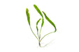 Cryptocoryne Aponogetifolia