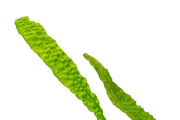 Cryptocoryne Aponogetifolia aquatic plant from Buce Plant with broad green leaves, suitable for freshwater aquariums.