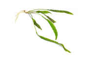 Cryptocoryne Aponogetifolia aquatic plant with green, elongated leaves, suitable for freshwater aquariums.