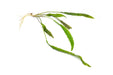 Cryptocoryne Aponogetifolia