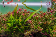 Cryptocoryne Aponogetifolia aquatic plant from Buce Plant with long, narrow green leaves suitable for freshwater aquariums.