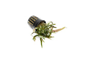 Healthy Cryptocoryne Axelrodi aquatic plant from ACW with broad green leaves, ideal for freshwater aquariums.