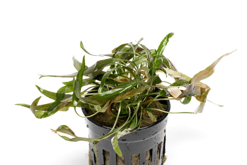 Healthy Cryptocoryne Axelrodi aquatic plant from ACW with broad green leaves, ideal for freshwater aquariums.