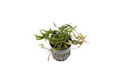 Cryptocoryne Axelrodi aquatic plant from ACW with green, ruffled leaves ideal for freshwater aquariums.