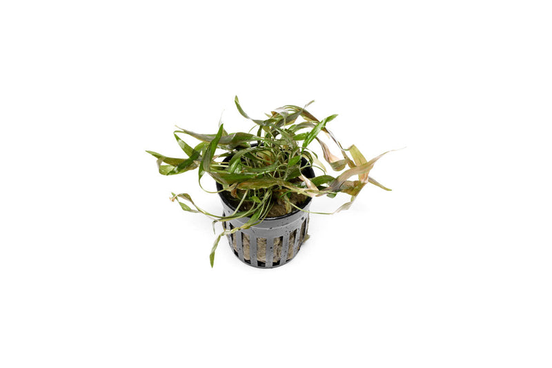 Cryptocoryne Axelrodi aquatic plant from ACW with green, ruffled leaves ideal for freshwater aquariums.