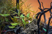 Cryptocoryne Axelrodi