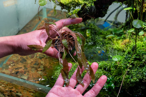 Cryptocoryne Axelrodi