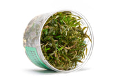 Cryptocoryne Axelrodi Tissue Culture Cryptocoryne - Buce Plant