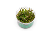 Cryptocoryne Axelrodi Tissue Culture Cryptocoryne - Buce Plant