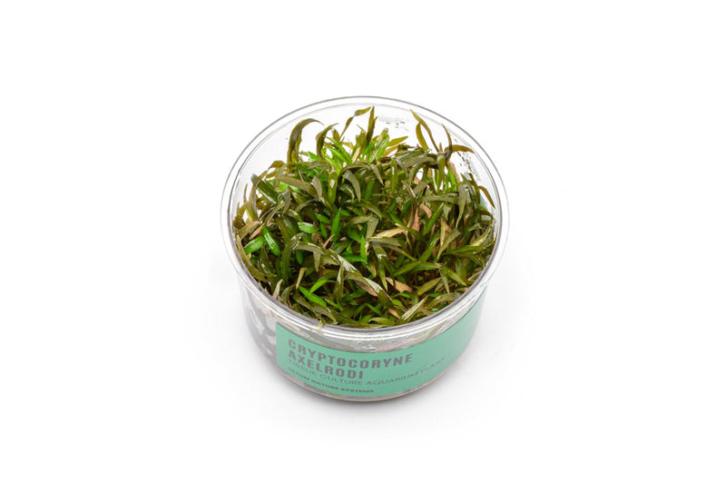 Cryptocoryne Axelrodi Tissue Culture Cryptocoryne - Buce Plant