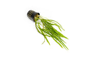 Cryptocoryne Balansae aquatic plant from ACW with broad green leaves suitable for freshwater aquariums.