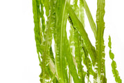 Cryptocoryne Balansae aquatic plant by ACW, with lush green leaves, ideal for freshwater aquariums.