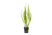 Healthy Cryptocoryne Balansae plant from ACW with lush green, wavy leaves suitable for freshwater aquariums.