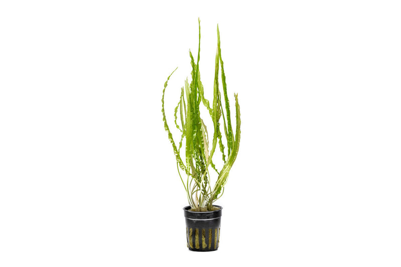 Healthy Cryptocoryne Balansae plant from ACW with lush green, wavy leaves suitable for freshwater aquariums.