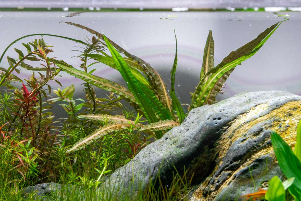Cryptocoryne Balansae Cryptocoryne - Buce Plant