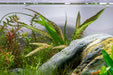 Cryptocoryne Balansae Cryptocoryne - Buce Plant
