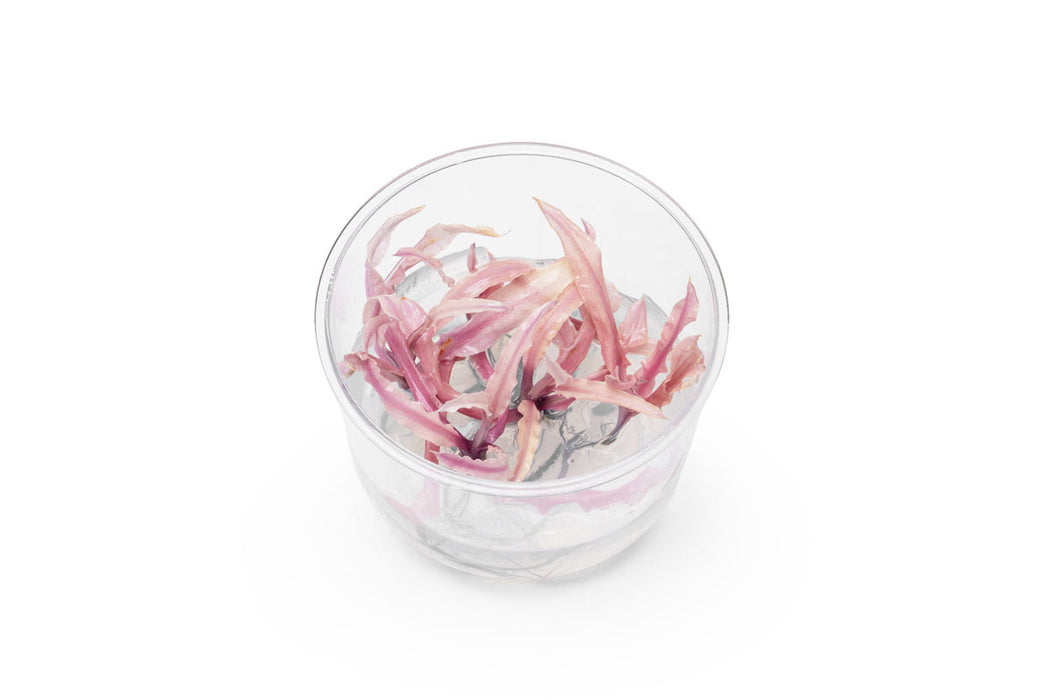 Pink Cryptocoryne Balansae aquatic plant from UNSTC tissue culture, showcasing vibrant pink leaves for freshwater aquariums.
