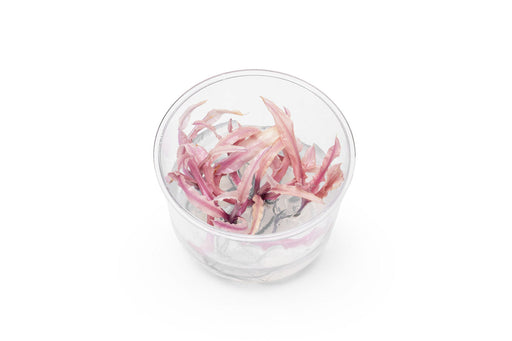Pink Cryptocoryne Balansae aquatic plant from UNSTC tissue culture, showcasing vibrant pink leaves for freshwater aquariums.