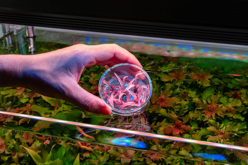 Cryptocoryne Balansae 'Pink' UNS Tissue Culture