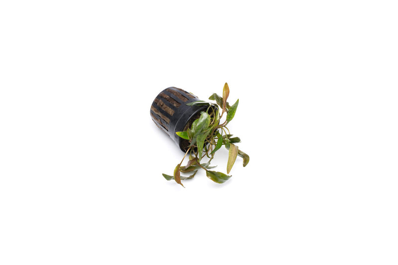 Healthy Cryptocoryne Beckettii aquatic plant from ACW, showcasing its green, broad, wavy leaves ideal for freshwater aquariums.