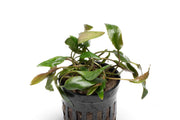 Healthy Cryptocoryne Beckettii aquatic plant from ACW with lush green leaves suitable for freshwater aquariums.