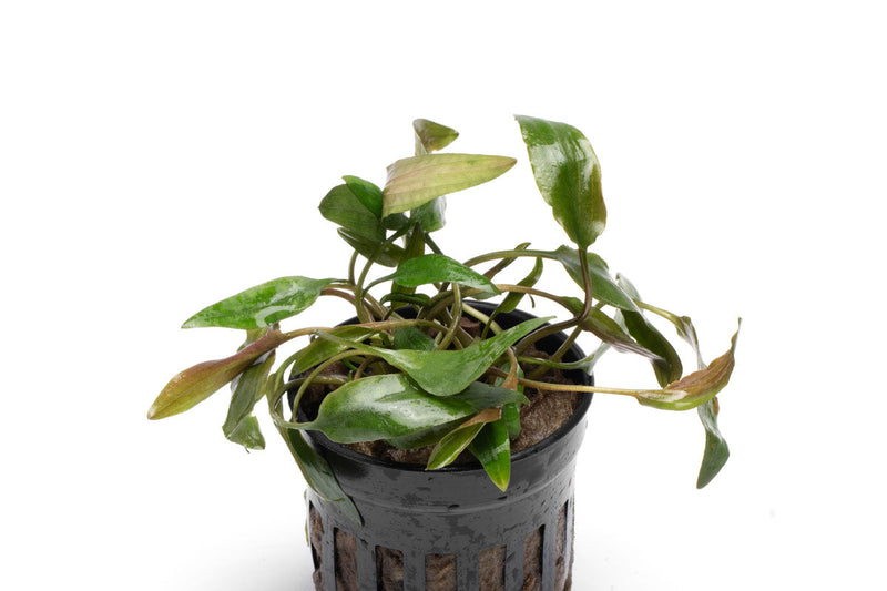 Healthy Cryptocoryne Beckettii aquatic plant from ACW with lush green leaves suitable for freshwater aquariums.