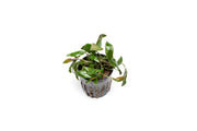Healthy Cryptocoryne Beckettii aquatic plant from ACW with lush green leaves, ideal for freshwater aquariums.