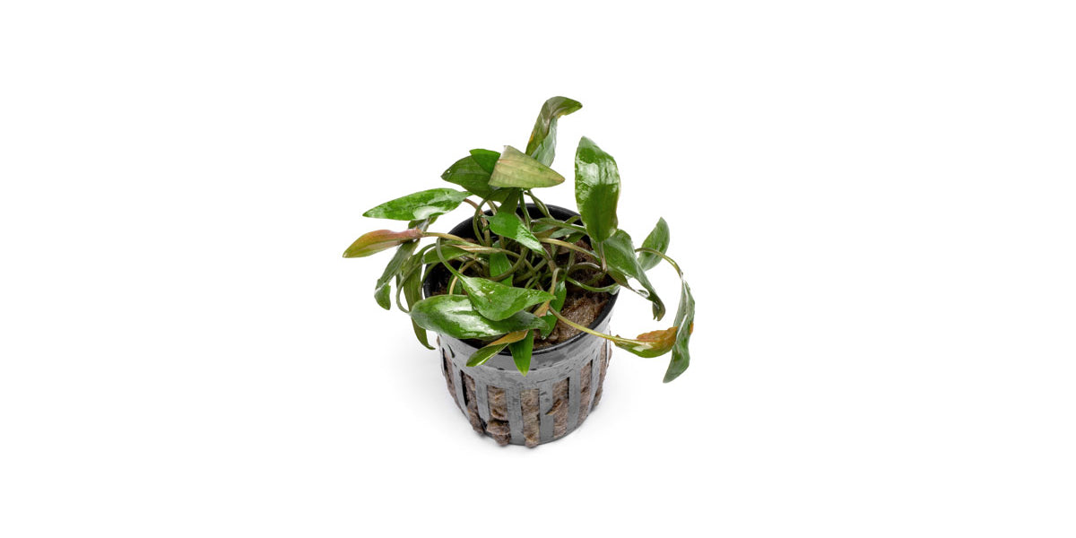 cryptocoryne-beckettii-