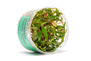Cryptocoryne Beckettii 'Petchii' UNS Tissue Culture Aquatic Plant - Buce Plant
