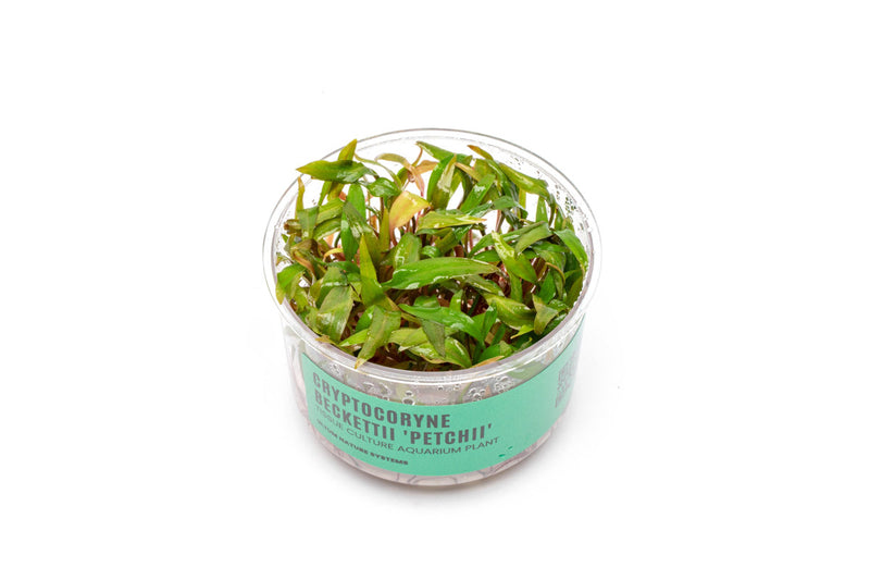Cryptocoryne Beckettii 'Petchii' UNS Tissue Culture Aquatic Plant - Buce Plant