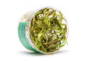 Cryptocoryne Beckettii UNS Tissue Culture Aquatic Plant - Buce Plant