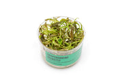 Cryptocoryne Beckettii UNS Tissue Culture Aquatic Plant - Buce Plant